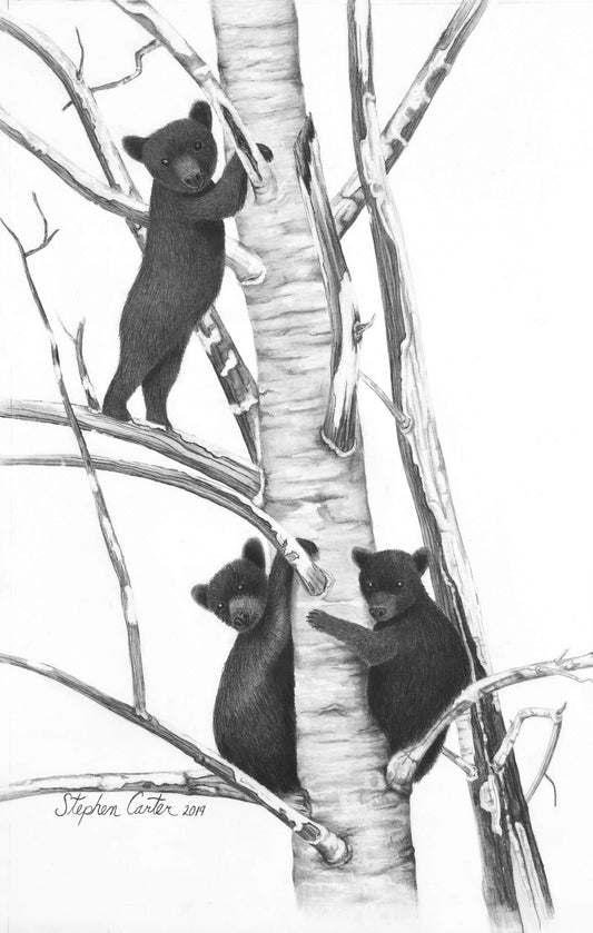 Birch Watch