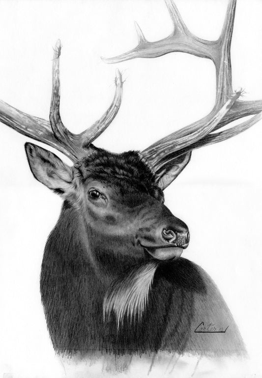 Elk Portrait