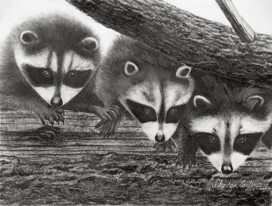 Raccoon Trio